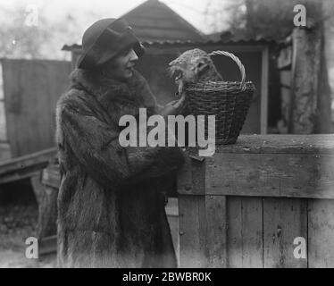 I nuovi cuccioli di Leone nati nella menagerie privata del signor G Tyrwhitt Drake a Maidstone . La signora Tyrwhitt Drake cerca di pacificare uno dei bambini della croce. 16 dicembre 1925 Foto Stock