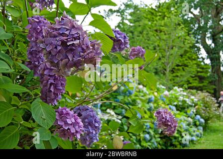 Ortensie con fiori viola, Irlanda Foto Stock