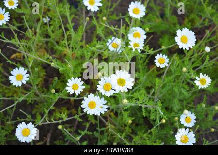 Fiori medicinali bianchi e luminosi e infiammazioni della camomilla che cresce nel campo. Fiori finemente sparsi in tutto il campo verde con erba alta. Foto Stock
