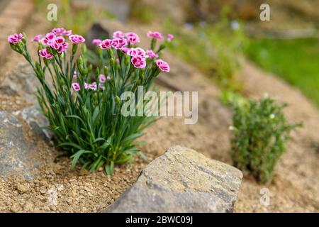 Dianthus rosa fiore alpino piantato in un giardino di rockery. Pianta giardino roccia primo piano. Foto Stock