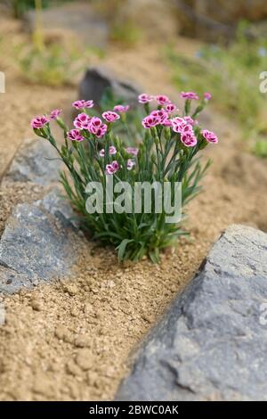 Dianthus rosa fiore alpino piantato in un giardino di rockery. Pianta giardino roccia primo piano. Foto Stock