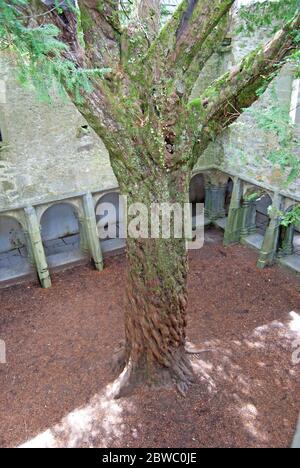 L'albero all'interno dell'abbazia di Muckross, Irlanda Foto Stock