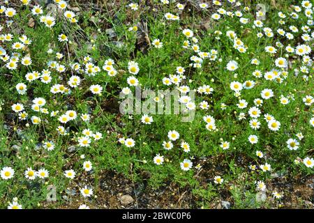 Fiori medicinali bianchi e luminosi e infiammazioni della camomilla che cresce nel campo. Fiori finemente sparsi in tutto il campo verde con erba alta. Foto Stock