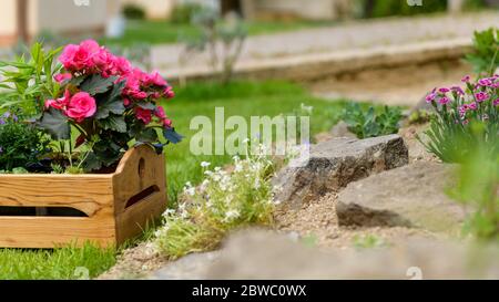 Cassa di legno piena di piante belle pronto per essere piantato in un giardino di roccia. Fai da te, giardinaggio relax concetto sfondo. Foto Stock