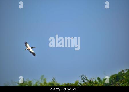 Un uccello pellicano bianco che vola alto sopra gli alberi con ampie ali aperte. Foto Stock