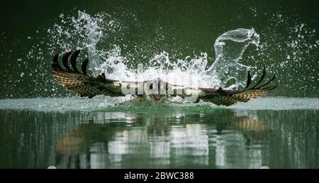 Una foto frontale di un pesce da caccia di falco pescato e che emerge da acque spruzzate con le sue ali sparse a Sindian, Taipei Foto Stock