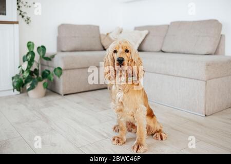 Ritratto di giovane cane inglese cocker spaniel seduto su un pavimento nel soggiorno di casa. Foto Stock