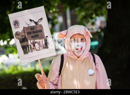 Amburgo, Germania. 31 maggio 2020. Un partecipante di un raduno dell'alleanza 'insieme contro l'industria animale' è vestito come un maiale e ha un segno con l'iscrizione 'tutti gli animali hanno bisogno di diritti'. Credit: Daniel Bockwoldt/dpa/Alamy Live News Foto Stock