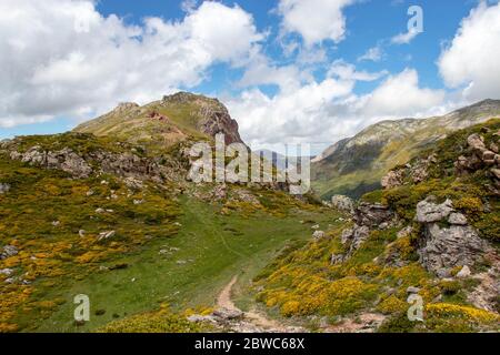 Paesaggio fiorito nel parco nazionale di Somiedo. Riserva naturale nelle Asturie, nel nord della Spagna. Fiori di montagna primaverile in piena fioritura. Foto Stock