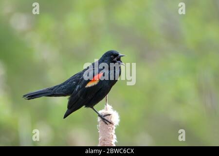 Maschio uccello nero alato rosso fotografato nel suo habitat naturale arroccato su una stanghetta. Foto Stock