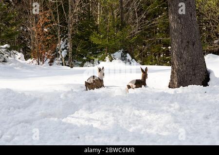 Österreich, Niederösterreich, Ötscherland, in der Langau, Rehe flüchten im tiefen Schnee Foto Stock