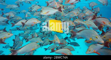 Sciame di pesci sott'acqua, molti dentici rossi humpback con un pesce farfalla a naso lungo, oceano Pacifico, Polinesia francese, Oceania Foto Stock