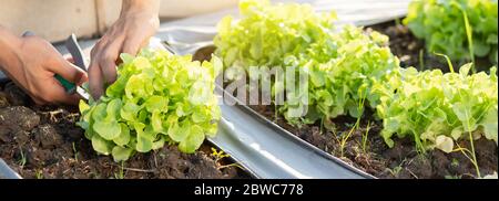 Mani closeup di giovane agricoltore asiatico uomo controllo fresco orto biologico in azienda, coltivazione lattuga verde per la raccolta agricoltura con bu Foto Stock