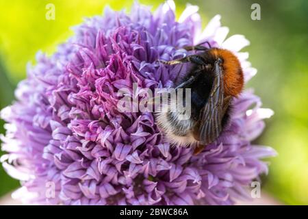 Albero bumblebee su un fiore viola chive Foto Stock