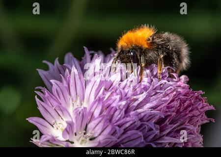 Albero bumblebee su un fiore viola chive Foto Stock