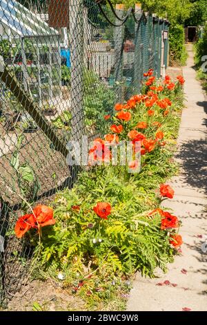 Papaveri rossi colouful in un confine fuori di un giardino di assegnazione, Inghilterra, Regno Unito Foto Stock