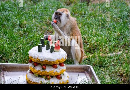 Luoyang, Cina. 29 maggio 2020. Un custode al parco wangcheng a luoyang, provincia di henan, ha trascorso tre giorni facendo dolci vacanze per piccoli animali per celebrare il 1 giugno. 1 giugno sta arrivando la giornata dei bambini, wangcheng parco zoo ha un sacco di piccoli animali, per dare ai piccoli animali una giornata speciale bambini, secondo il gusto di diversi animali, custodi ultimi tre giorni per pianificare, fatto diversi tipi di torta per piccoli animali come regali di vacanza. Credit: ZUMA Press, Inc./Alamy Live News Foto Stock
