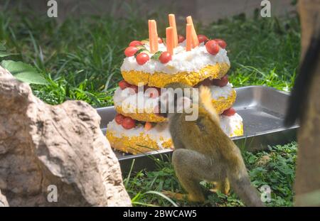 Luoyang, Cina. 29 maggio 2020. Un custode al parco wangcheng a luoyang, provincia di henan, ha trascorso tre giorni facendo dolci vacanze per piccoli animali per celebrare il 1 giugno. 1 giugno sta arrivando la giornata dei bambini, wangcheng parco zoo ha un sacco di piccoli animali, per dare ai piccoli animali una giornata speciale bambini, secondo il gusto di diversi animali, custodi ultimi tre giorni per pianificare, fatto diversi tipi di torta per piccoli animali come regali di vacanza. Credit: ZUMA Press, Inc./Alamy Live News Foto Stock