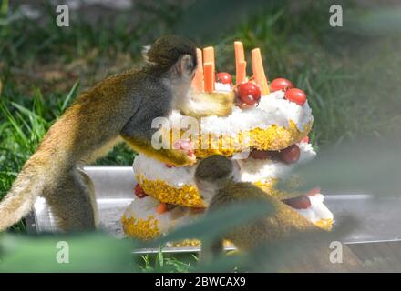 Luoyang, Cina. 29 maggio 2020. Un custode al parco wangcheng a luoyang, provincia di henan, ha trascorso tre giorni facendo dolci vacanze per piccoli animali per celebrare il 1 giugno. 1 giugno sta arrivando la giornata dei bambini, wangcheng parco zoo ha un sacco di piccoli animali, per dare ai piccoli animali una giornata speciale bambini, secondo il gusto di diversi animali, custodi ultimi tre giorni per pianificare, fatto diversi tipi di torta per piccoli animali come regali di vacanza. Credit: ZUMA Press, Inc./Alamy Live News Foto Stock