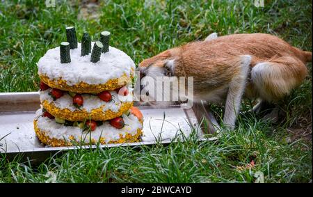 Luoyang, Cina. 29 maggio 2020. Un custode al parco wangcheng a luoyang, provincia di henan, ha trascorso tre giorni facendo dolci vacanze per piccoli animali per celebrare il 1 giugno. 1 giugno sta arrivando la giornata dei bambini, wangcheng parco zoo ha un sacco di piccoli animali, per dare ai piccoli animali una giornata speciale bambini, secondo il gusto di diversi animali, custodi ultimi tre giorni per pianificare, fatto diversi tipi di torta per piccoli animali come regali di vacanza. Credit: ZUMA Press, Inc./Alamy Live News Foto Stock