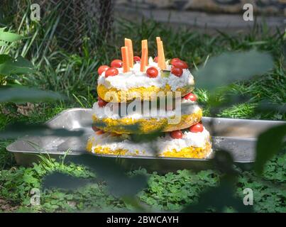 Luoyang, Cina. 29 maggio 2020. Un custode al parco wangcheng a luoyang, provincia di henan, ha trascorso tre giorni facendo dolci vacanze per piccoli animali per celebrare il 1 giugno. 1 giugno sta arrivando la giornata dei bambini, wangcheng parco zoo ha un sacco di piccoli animali, per dare ai piccoli animali una giornata speciale bambini, secondo il gusto di diversi animali, custodi ultimi tre giorni per pianificare, fatto diversi tipi di torta per piccoli animali come regali di vacanza. Credit: ZUMA Press, Inc./Alamy Live News Foto Stock