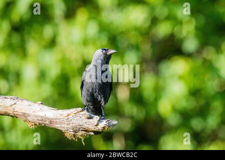 Jackdaw a metà Galles Foto Stock