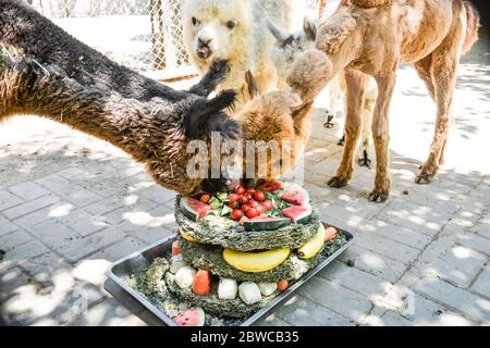 Luoyang, Cina. 29 maggio 2020. Un custode al parco wangcheng a luoyang, provincia di henan, ha trascorso tre giorni facendo dolci vacanze per piccoli animali per celebrare il 1 giugno. 1 giugno sta arrivando la giornata dei bambini, wangcheng parco zoo ha un sacco di piccoli animali, per dare ai piccoli animali una giornata speciale bambini, secondo il gusto di diversi animali, custodi ultimi tre giorni per pianificare, fatto diversi tipi di torta per piccoli animali come regali di vacanza. Credit: ZUMA Press, Inc./Alamy Live News Foto Stock