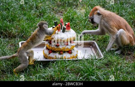 Luoyang, Cina. 29 maggio 2020. Un custode al parco wangcheng a luoyang, provincia di henan, ha trascorso tre giorni facendo dolci vacanze per piccoli animali per celebrare il 1 giugno. 1 giugno sta arrivando la giornata dei bambini, wangcheng parco zoo ha un sacco di piccoli animali, per dare ai piccoli animali una giornata speciale bambini, secondo il gusto di diversi animali, custodi ultimi tre giorni per pianificare, fatto diversi tipi di torta per piccoli animali come regali di vacanza. Credit: ZUMA Press, Inc./Alamy Live News Foto Stock