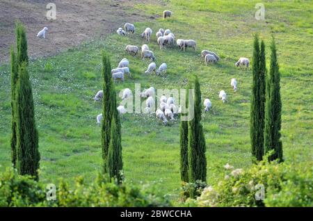 pecore con cipressi in toscana Foto Stock