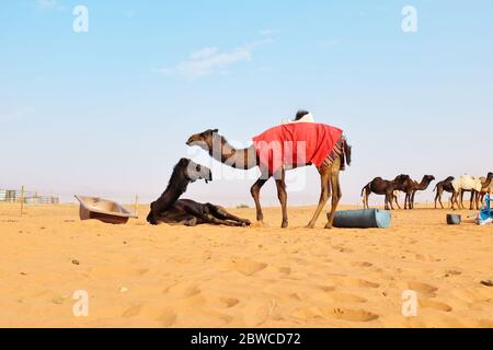 Cammelli dromedari nel deserto arabo a Riyadh, Arabia Saudita. Deserto al Dahna, Riyadh Foto Stock