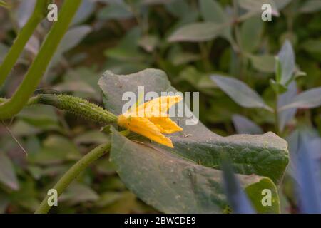 Fiori gialli di cetrioli fiorenti nel giardino primo piano. Steli e foglie verdi sullo sfondo Foto Stock