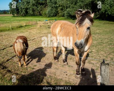 Zona di Nijmegen, Paesi Bassi. 31 maggio 2020. Un cavallo e un pony foal sono visti passare il tempo intorno ad una zona asciutta.i Paesi Bassi stanno sperimentando la primavera più asciutta mai registrata. È più secca che nel 2011, finora, questa primavera è quella con il più grande deficit di precipitazioni. A causa della siccità persistente, gli agricoltori utilizzano impianti sprinkler per irrigare i loro campi. Dopo un inizio bagnato quest'anno, non è caduta molta pioggia da marzo. Gli effetti della siccità sono più evidenti nei Paesi Bassi orientali e meridionali, in particolare in agricoltura e natura. Credit: SOPA Images Limited/Alamy Live News Foto Stock