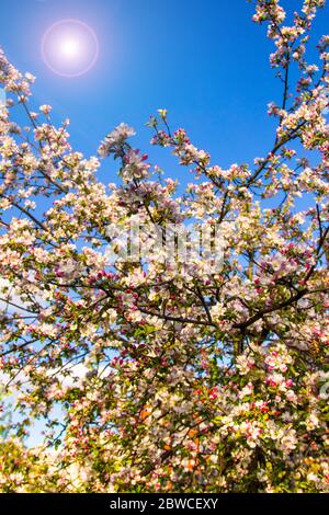 Fioritura dei ciliegi con delicati petali di rosa in una giornata di sole limpida Foto Stock