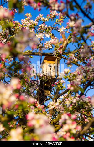 a birdhouse located among the blossoming branches of an Apple tree against the blue sky Foto Stock