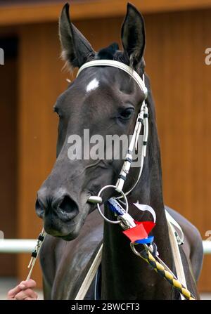 Bel ritratto di cavallo akhal-teke. Foto Stock