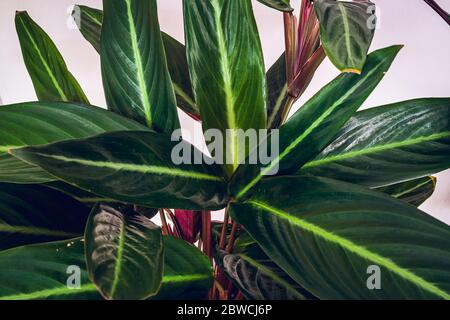 Pianta di preghiera (stromanthil sanguinea) su sfondo bianco. Primo piano su una splendida fogliatura di stromanthil sanguinea. Foto Stock