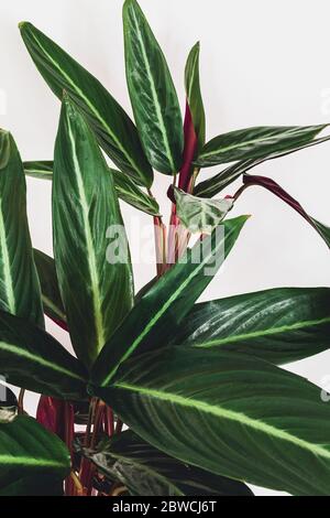 Pianta di preghiera (stromanthil sanguinea) su sfondo bianco. Primo piano su una splendida fogliatura di stromanthil sanguinea. Foto Stock