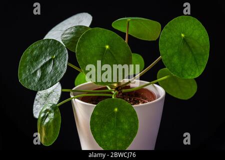 Cinese moneta pianta (pilea peperomioides) formando rosette verdi attraenti. Impressionante pianta domestica su uno sfondo scuro. Foto Stock