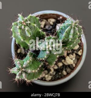 Vista ravvicinata dall'alto di una pianta di cactus su un vassoio scuro dettaglio di pianta domestica di Pretty. Foto Stock