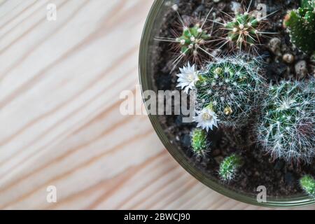 Vista dall'alto di un cactus fiorito in un terrario di vetro con altri cactus giovani su un tavolo di legno chiaro. Dettagli fiori di piante di casa tropicale. Foto Stock