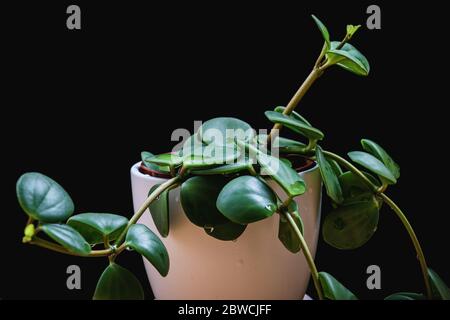 Peperomia tetraphyla 'Hope' pianta domestica finale su sfondo nero. Soft-focus primo piano su una nuova crescita su una pianta esotica in piantatrice bianca. Foto Stock