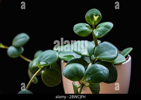 Peperomia tetraphyla 'Hope' pianta domestica finale su sfondo nero. Soft-focus primo piano su una nuova crescita su una pianta esotica in piantatrice bianca. Foto Stock