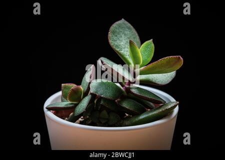 Piccola pianta di giada (Crassula ovata) plantlet succulente su sfondo nero. Esotico dettaglio di piante casalinghe alla moda contro sfondo nero. Foto Stock