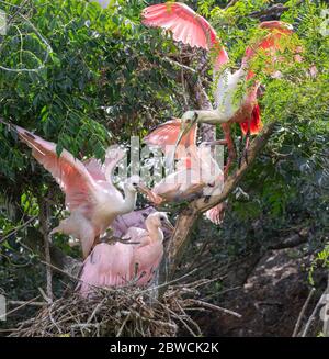 Rosate la spatola (Platalea ajaja) al nido con pulcini, High Island, Texas, USA. Foto Stock