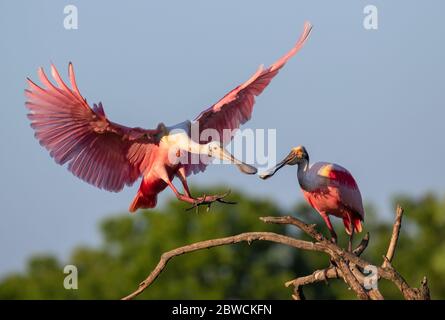 Roseate spoonbill (Platalea ajaja) che atterra in una filiale, High Island, Texas, USA. Foto Stock