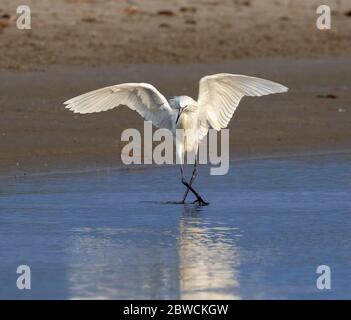 Eret rossastro (Ergretta rufescens), morfo bianco, caccia sulla costa dell'oceano, Galveston, Texas, USA. Foto Stock
