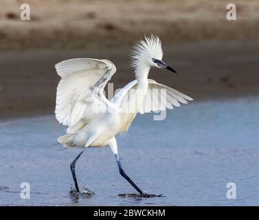 Eret rossastro (Ergretta rufescens) morfo bianco in riproduzione piumaggio mostra, Galveston, Texas, USA. Foto Stock