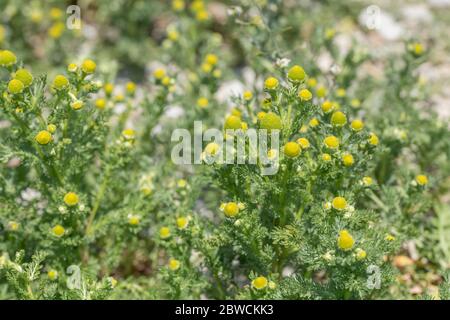 Cerotto di fiori di ananas Weed / Matricaria discoidea che odori / ha aroma & sapore di ananas. Pineappeweed forato come cibo selvaggio per sapore Foto Stock