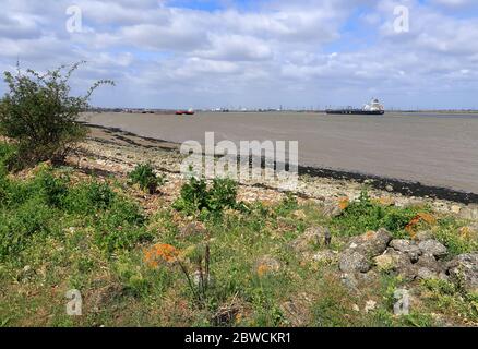 Una vista sulla riva rocciosa del Tamigi vicino a Gravesend in Kent Foto Stock