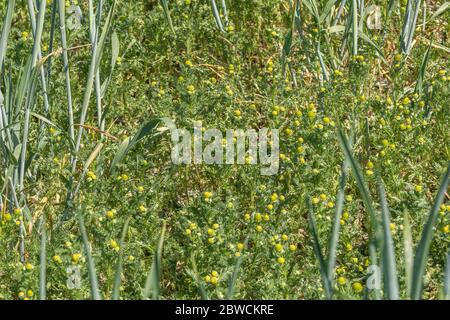 Cerotto di fiori di ananas Weed / Matricaria discoidea che odori / ha aroma & sapore di ananas. Pineappeweed forato come cibo selvaggio per sapore Foto Stock